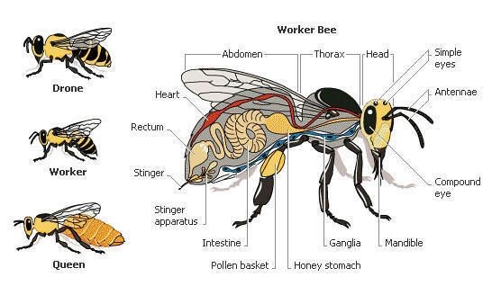 Ask Kidspace How Do Bees Make Honey Kidspace Children S Museum   Bee Picture 1 