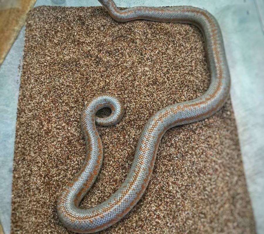 Rosy Boa - Los Angeles Zoo and Botanical Gardens