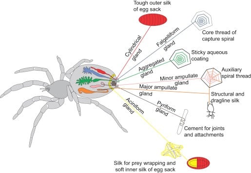 A depiction of 7 different silk glands in the spider's thorax, each producing a different type of silk