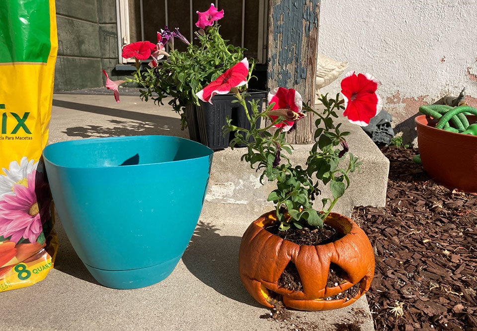 maceta de jack-o-lantern