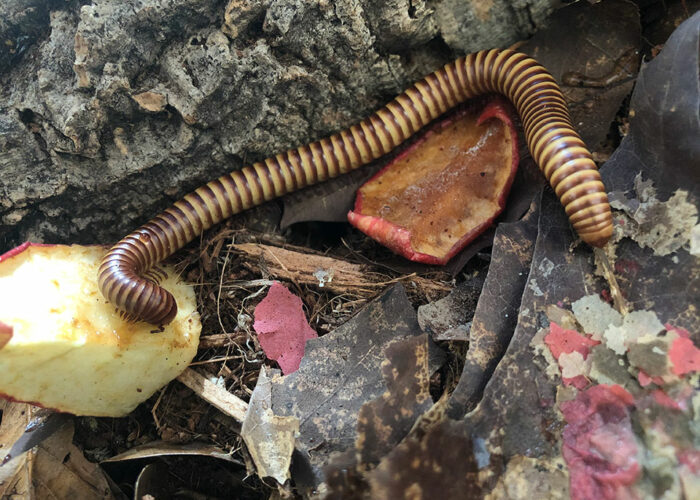 milpiés del desierto