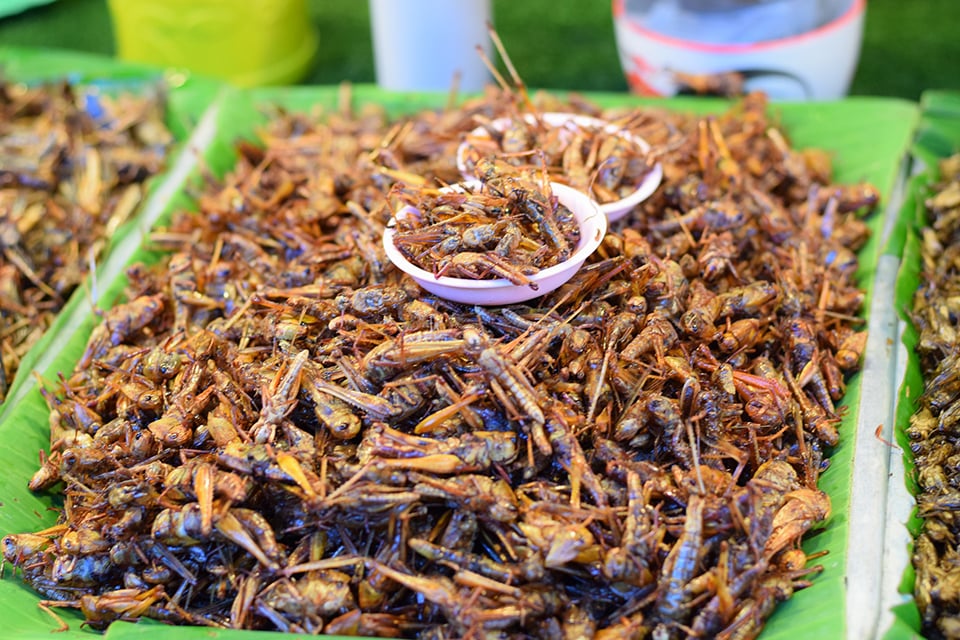 fried crickets in basket