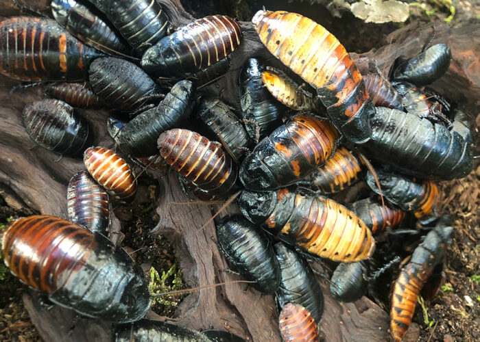 cucarachas silbantes de madagascar