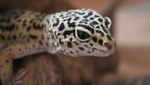A gecko