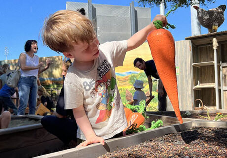 niño recoge una zanahoria gigante