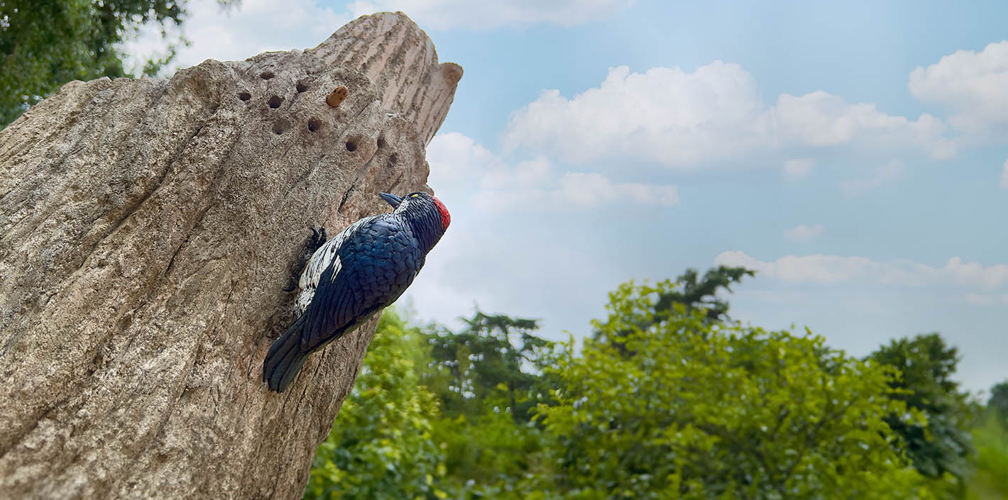 Statue of an acorn woodpecker on tree trunk with blue sky behind.