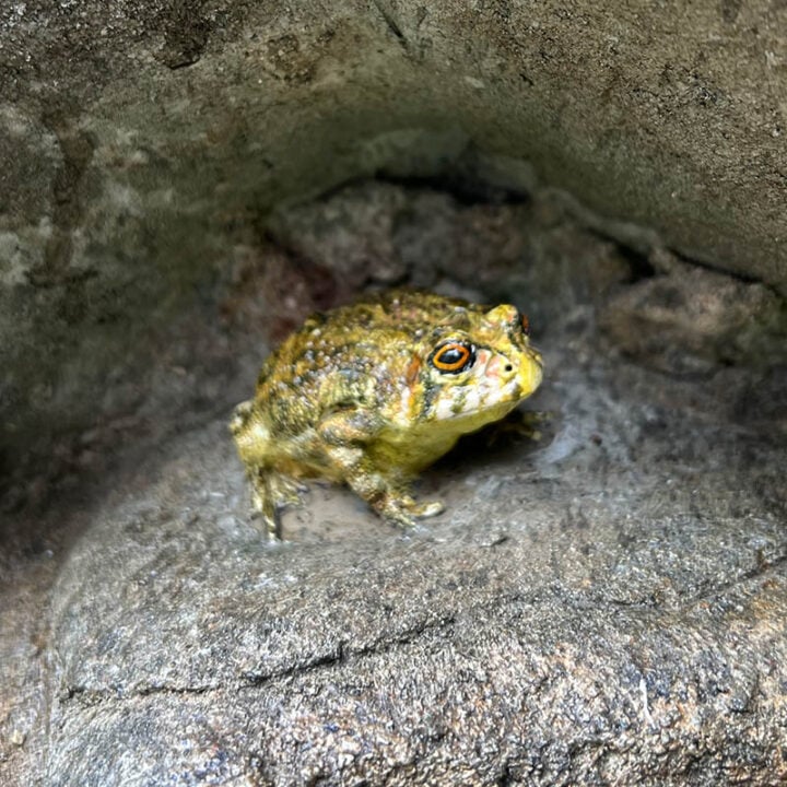 statue of an Arroyo toad sitting on a rock