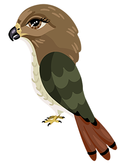 illustration of a hawk