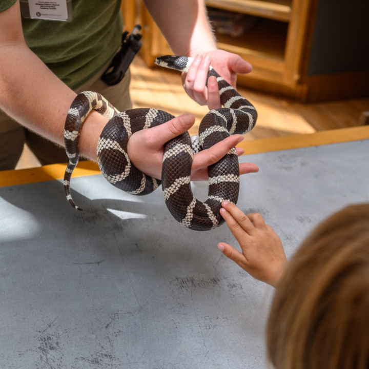 Child's hand touch a king snake being held by an adult