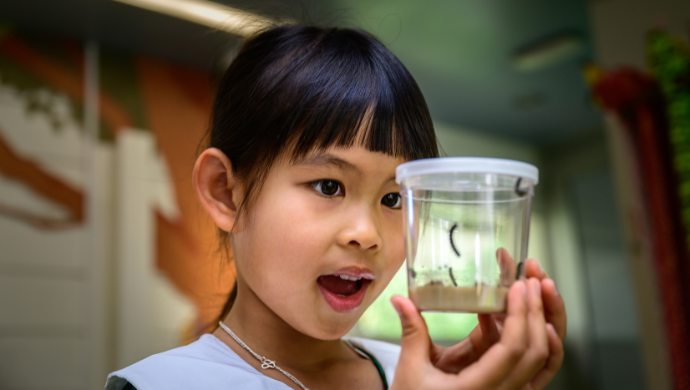 Child looks a clear tub of caterpillars