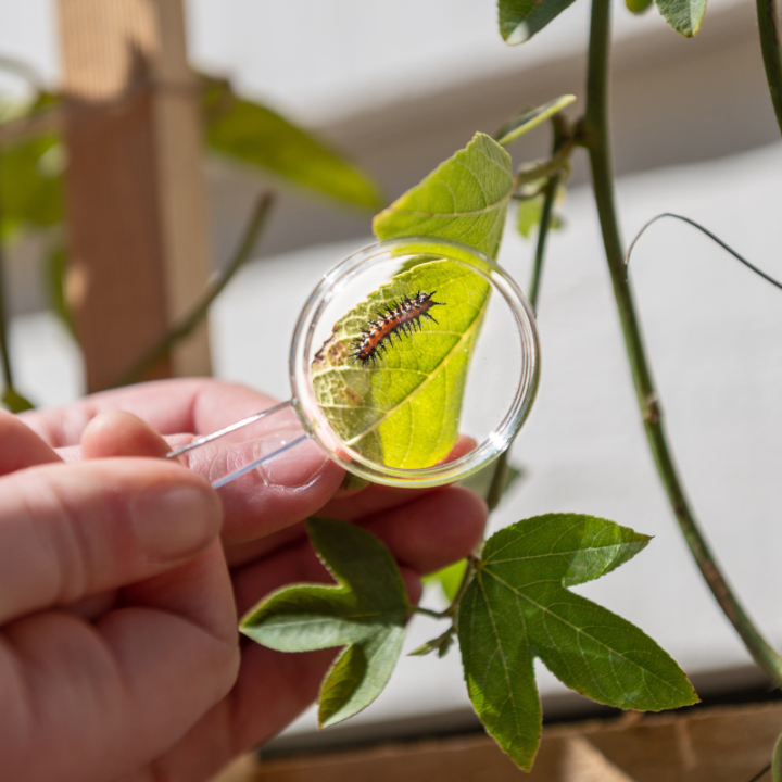 Hand with magnifying glass examining a caterpillar