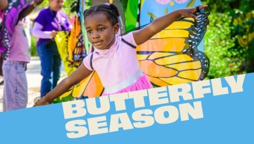 Child with Butterfly Wings and title Butterfly Season