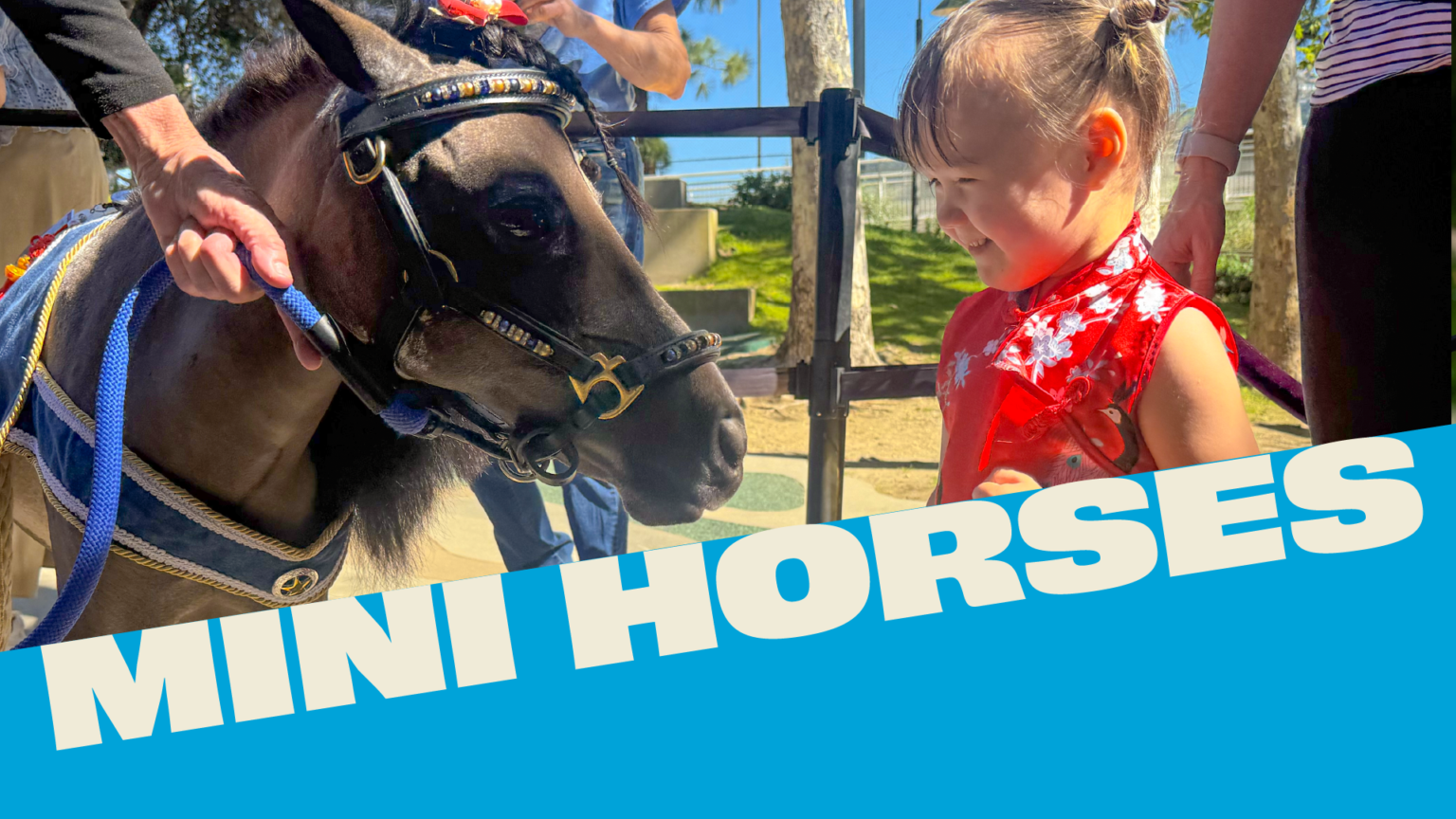 Visit a Miniature Horse - Kidspace Children's Museum