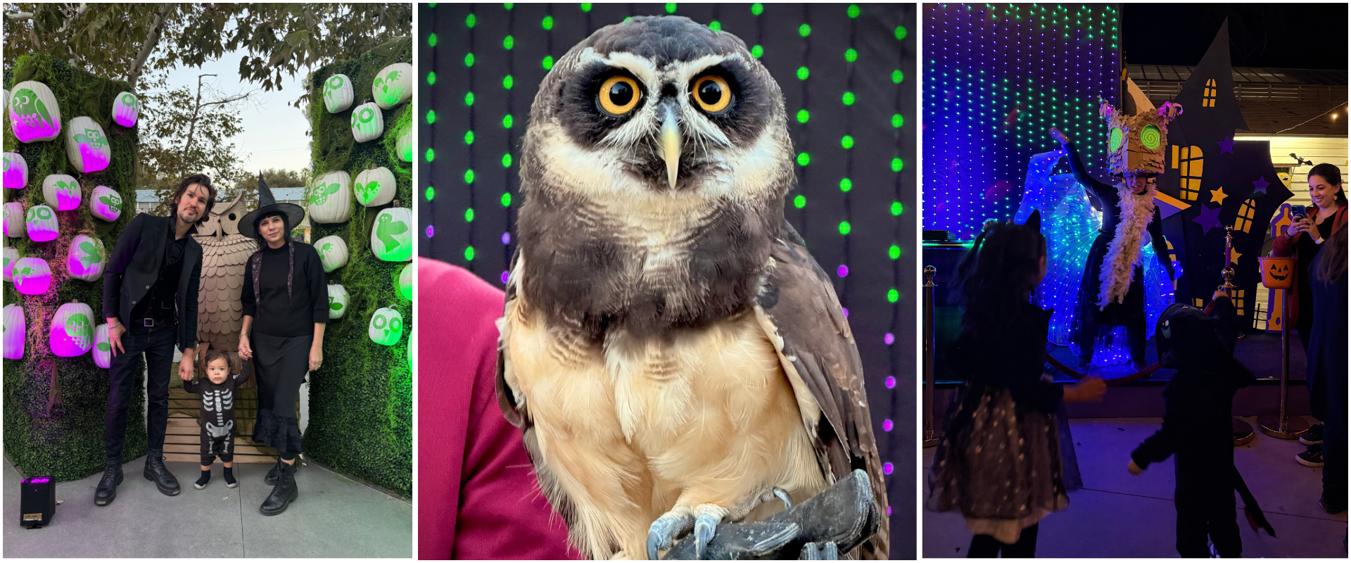 three images from Owl-o-ween